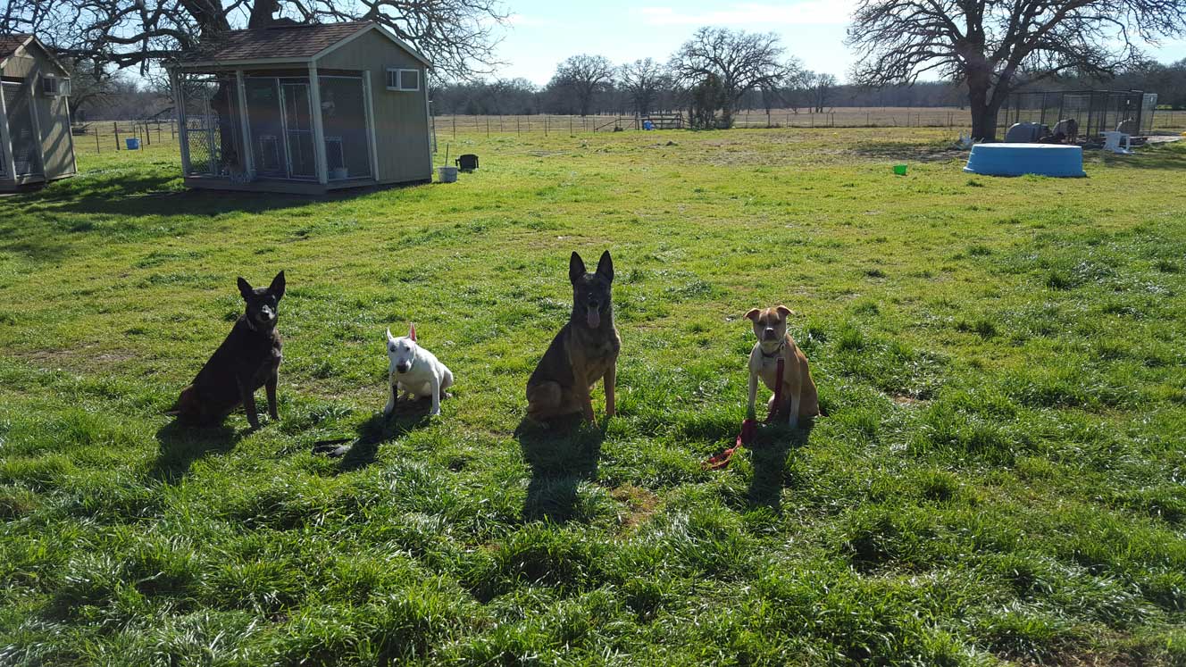 four dogs in the garden - Bastrop, TX - K9 Mastery