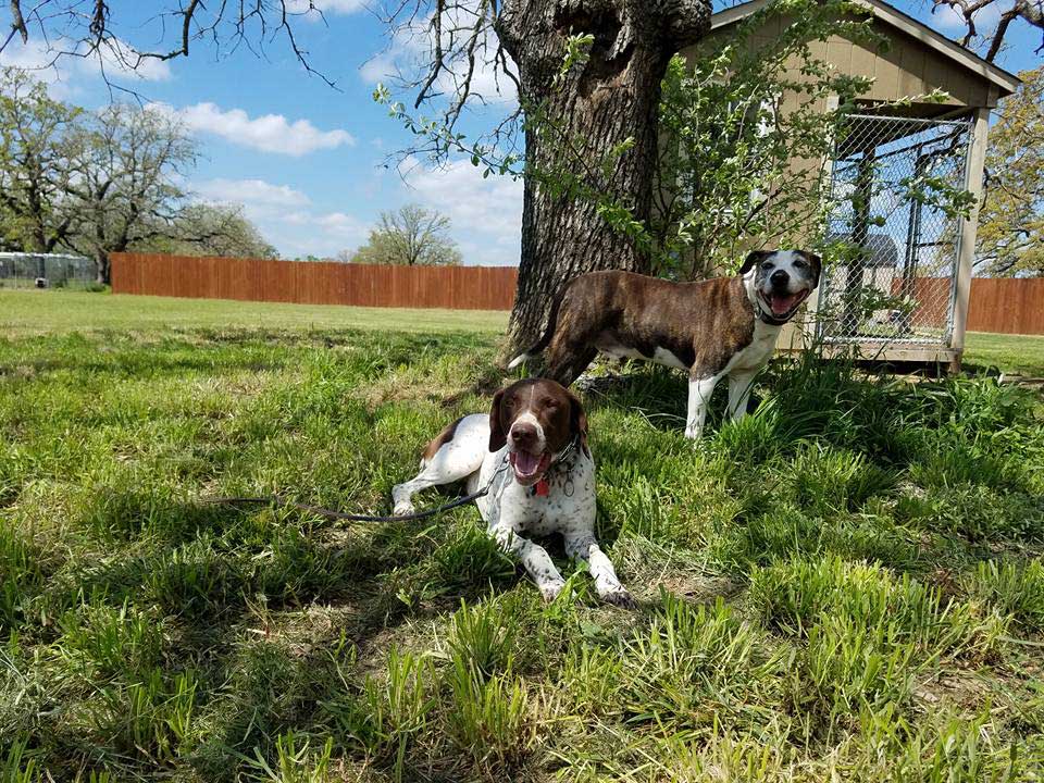 Dogs under the shade of a tree - Bastrop, TX - K9 Mastery