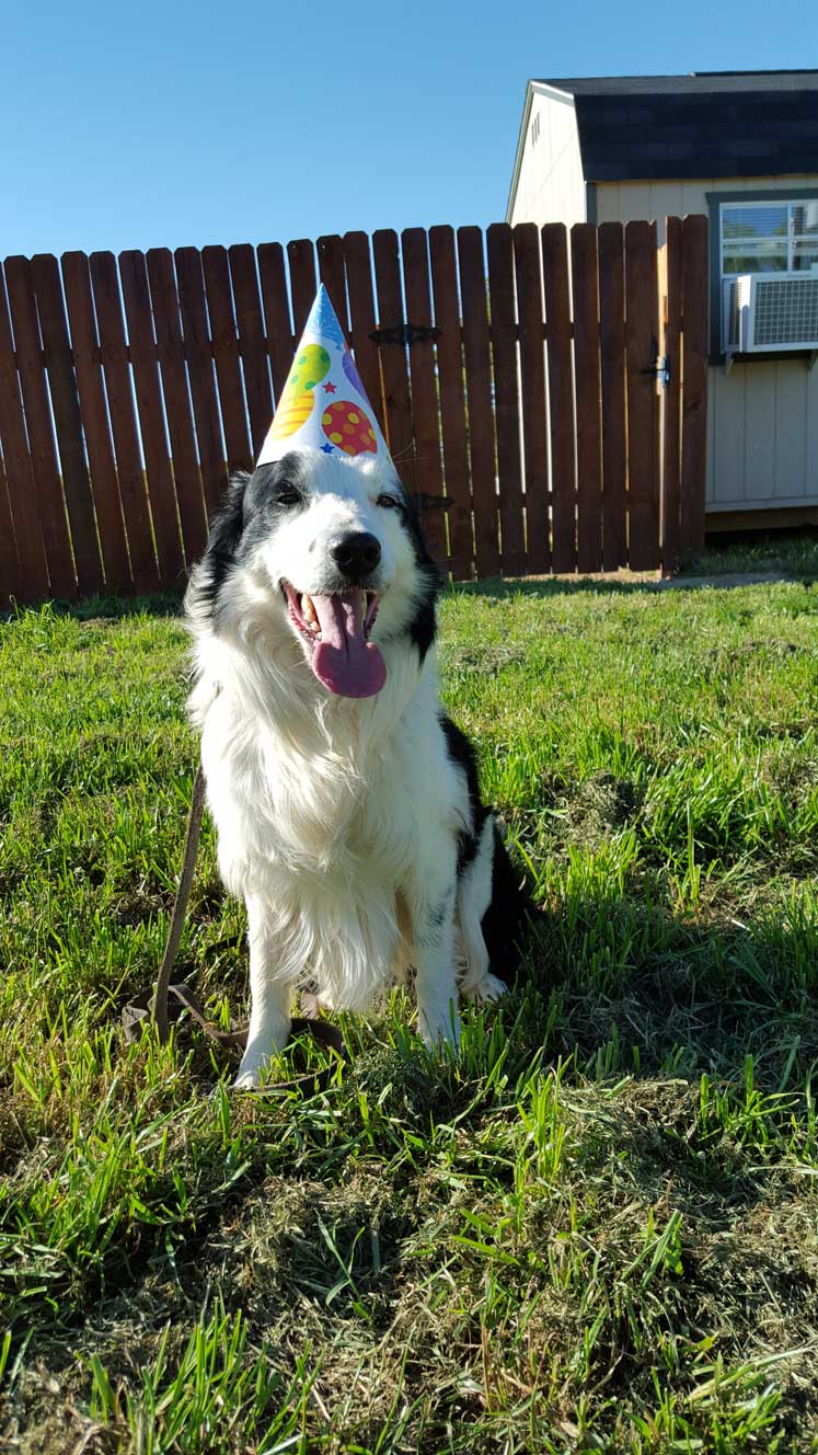 Training Dog with party hat - Bastrop, TX - K9 Mastery