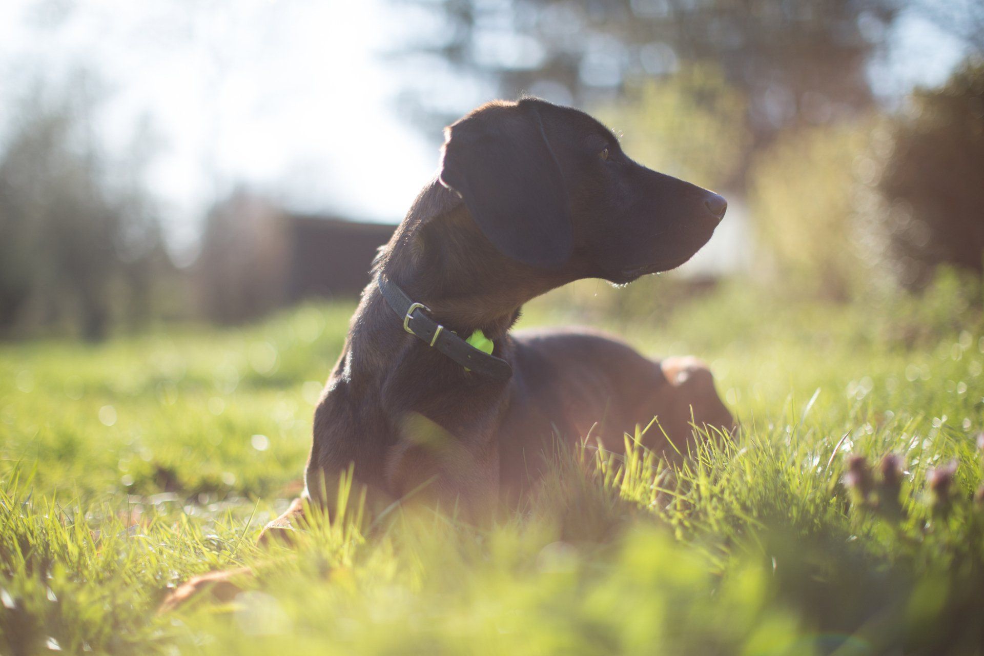 A black puppy is sitting in the green grass - Bastrop, TX - K9 Mastery