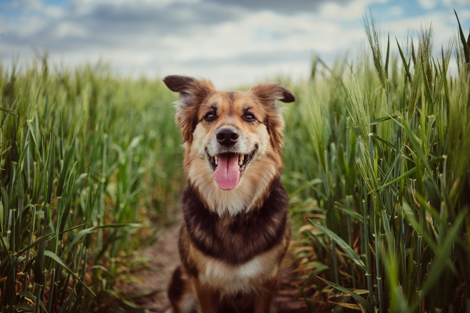 portrait of dog in the field - Bastrop, TX - K9 Mastery