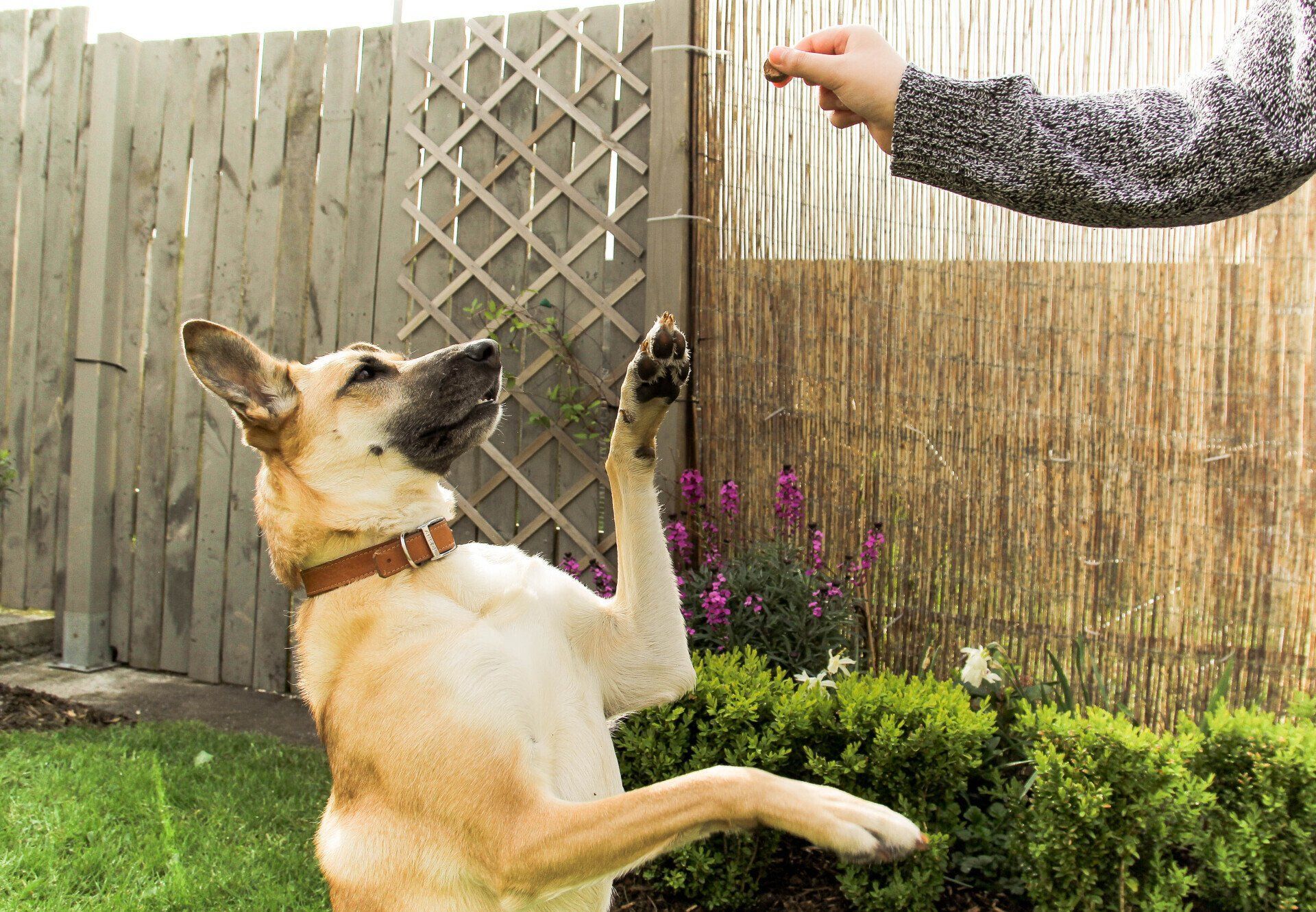 woman gives a command to her mixed breed dog - Bastrop, TX - K9 Mastery