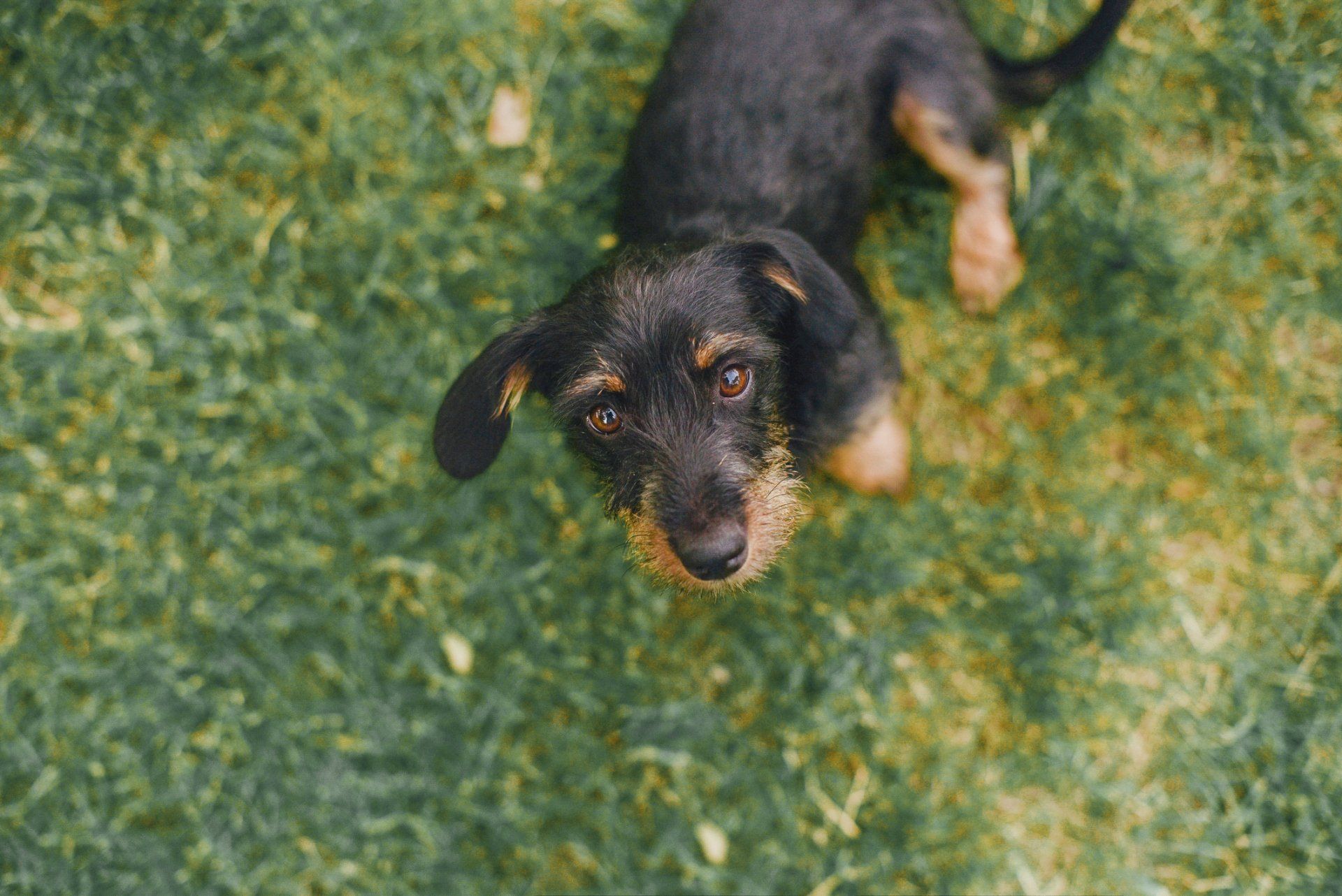 Black dog playing in the field - Bastrop, TX - K9 Mastery