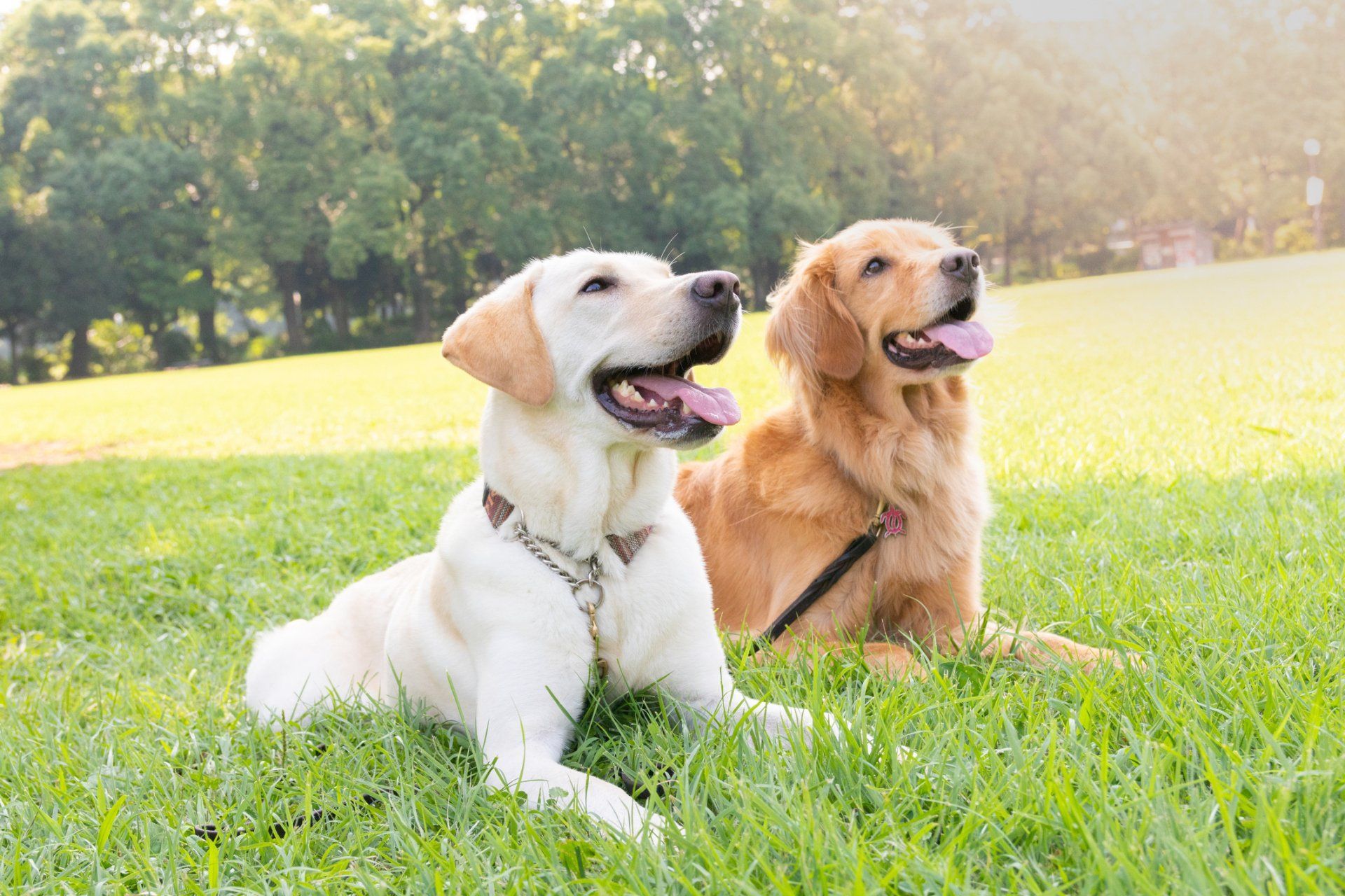 two dogs sitting waiting for food - Bastrop, TX - K9 Mastery