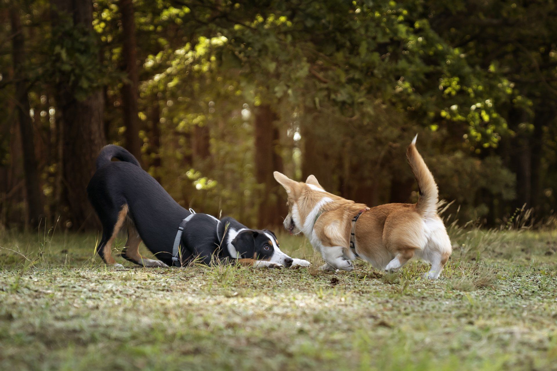 two dogs playing on a green grass outdoors - Bastrop, TX - K9 Mastery