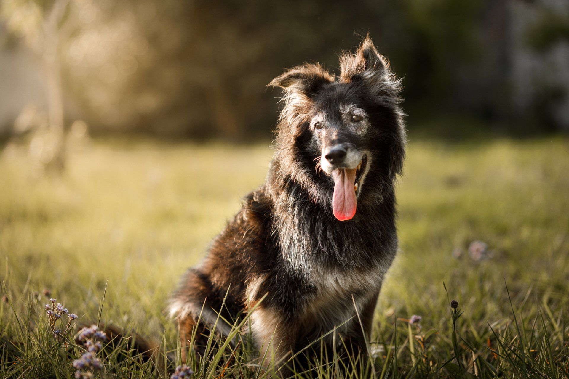 Black dog in the field with flowers - Bastrop, TX - K9 Mastery