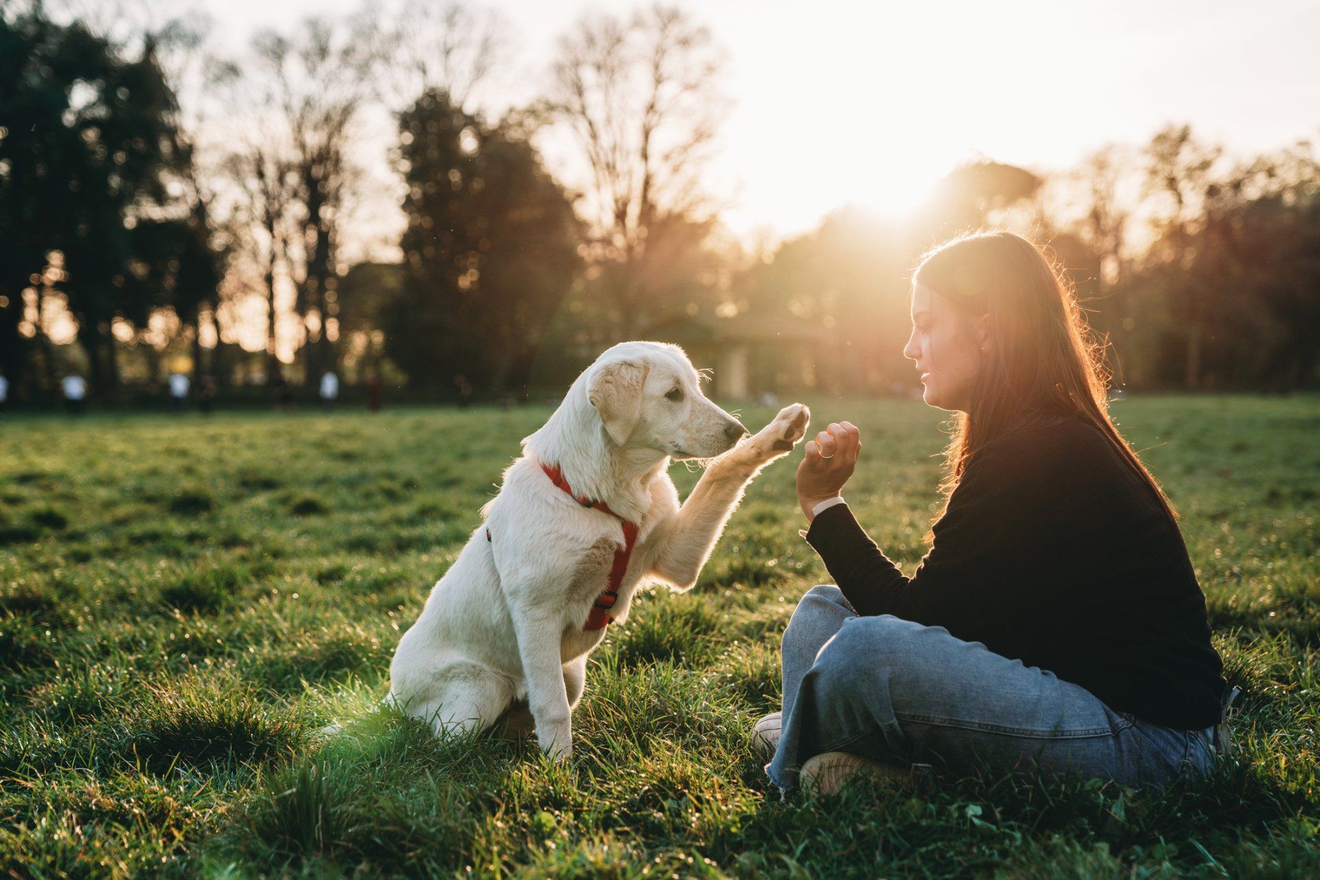 woman teaching her dog some tricks - Bastrop, TX - K9 Mastery