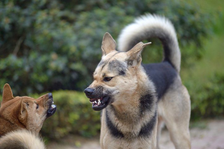 Dogs scare each other in an aggressive behavior - Bastrop, TX - K9 Mastery