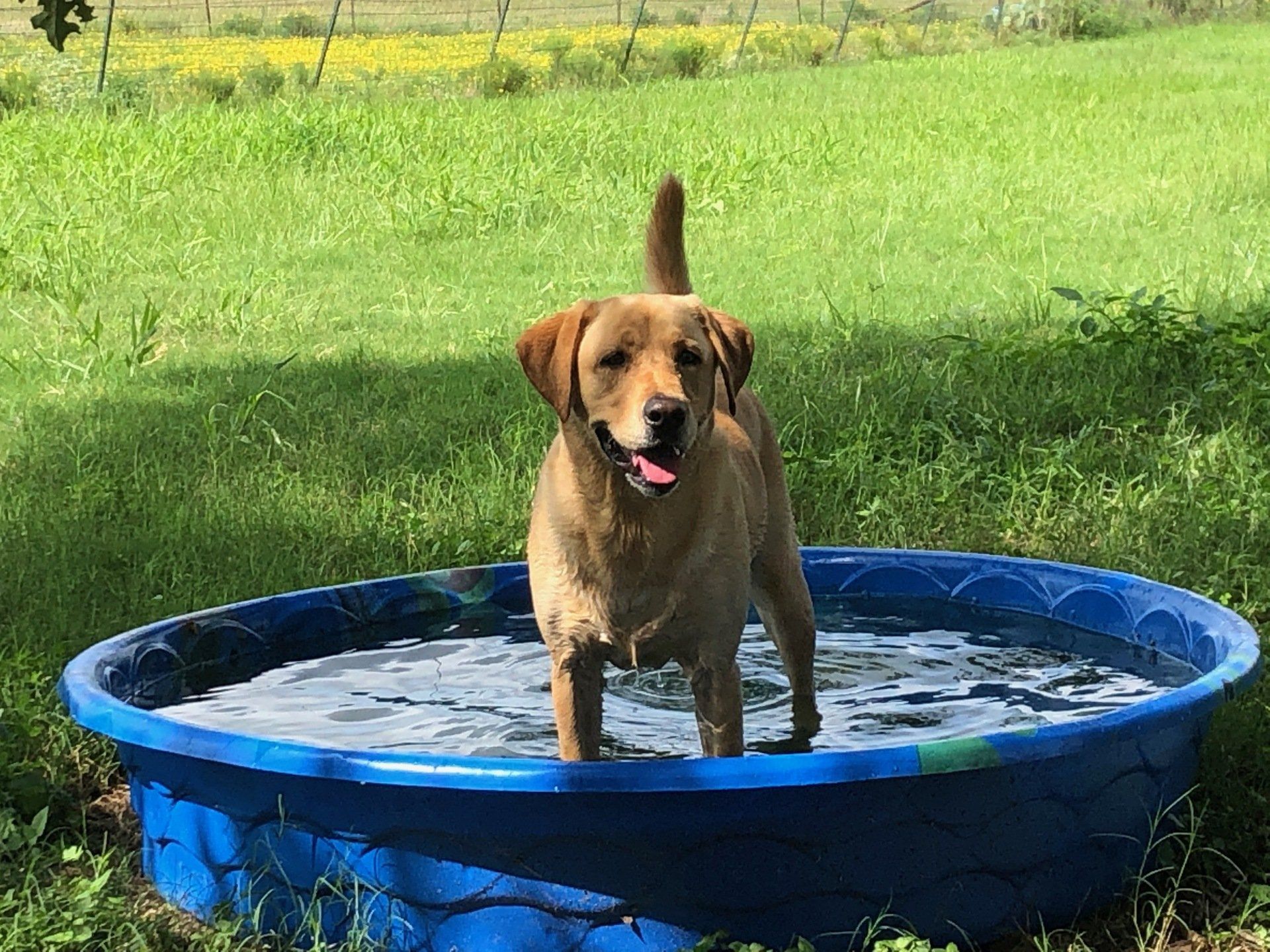 Dog is smiling and stand in plastic pool - Bastrop, TX - K9 Mastery