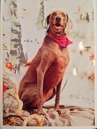 Portrait of brown dog with red bib - Bastrop, TX - K9 Mastery
