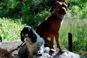 Obedient dogs of different breeds sitting on a rock - Bastrop, TX - K9 Mastery