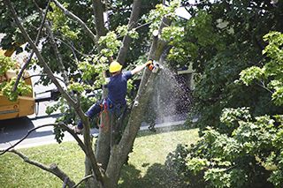 Tree Cutting Service Batavia, NY