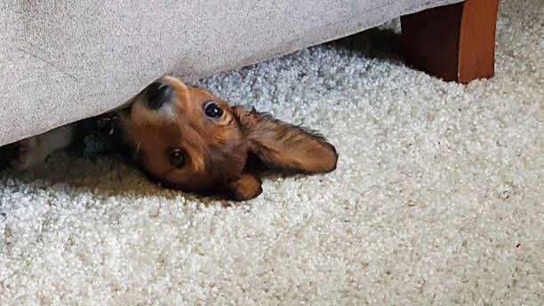 A rug is sitting on the floor next to a doorway leading to a bathroom.