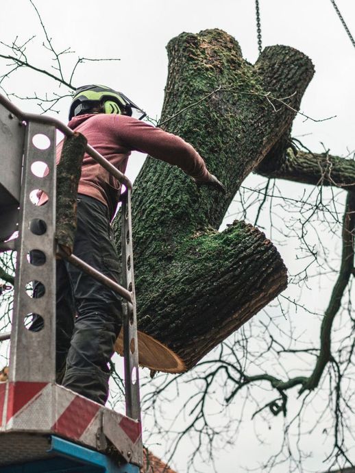 A man is standing on a lift cutting a tree branch.