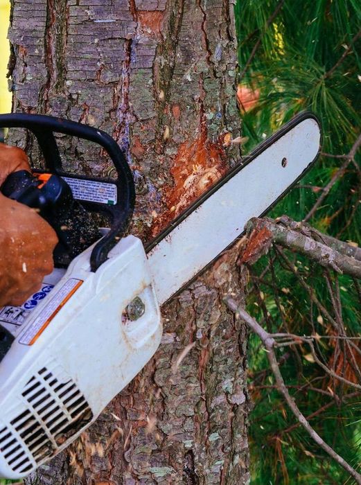 A person is cutting a tree with a chainsaw.