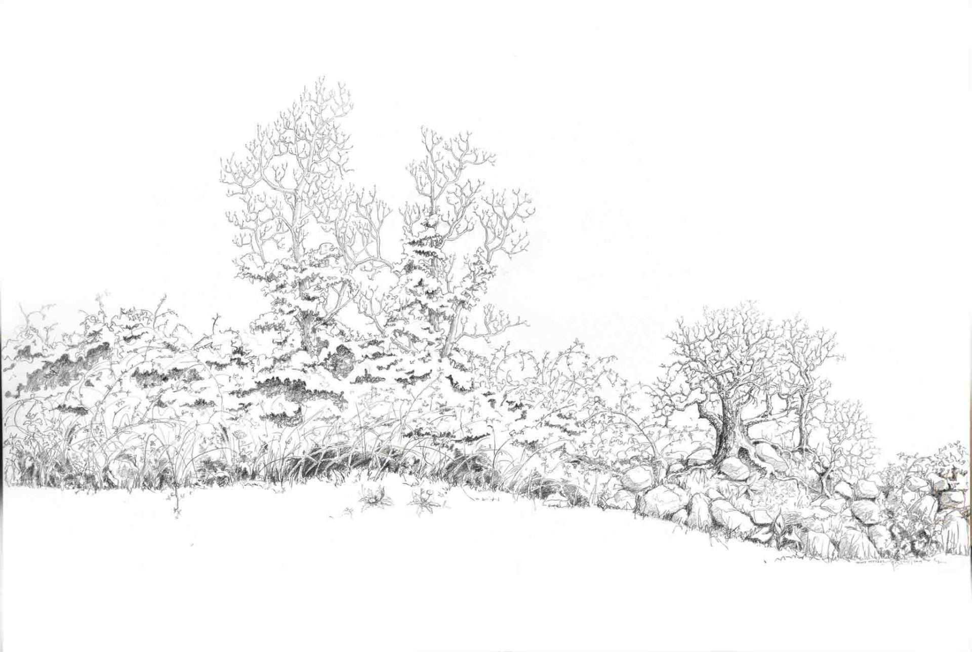 Drawing of Ash with ivy, hawthorn and rocks by Yanny Petters at Olivier Cornet Gallery