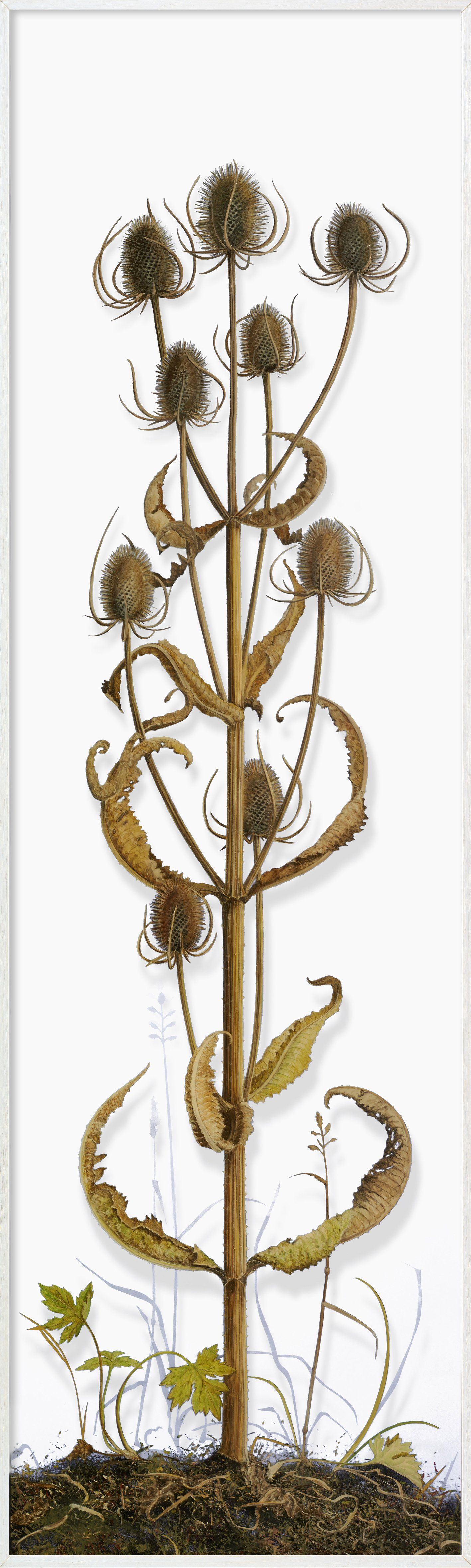 Teasel for finches, November by Yannhy Petters