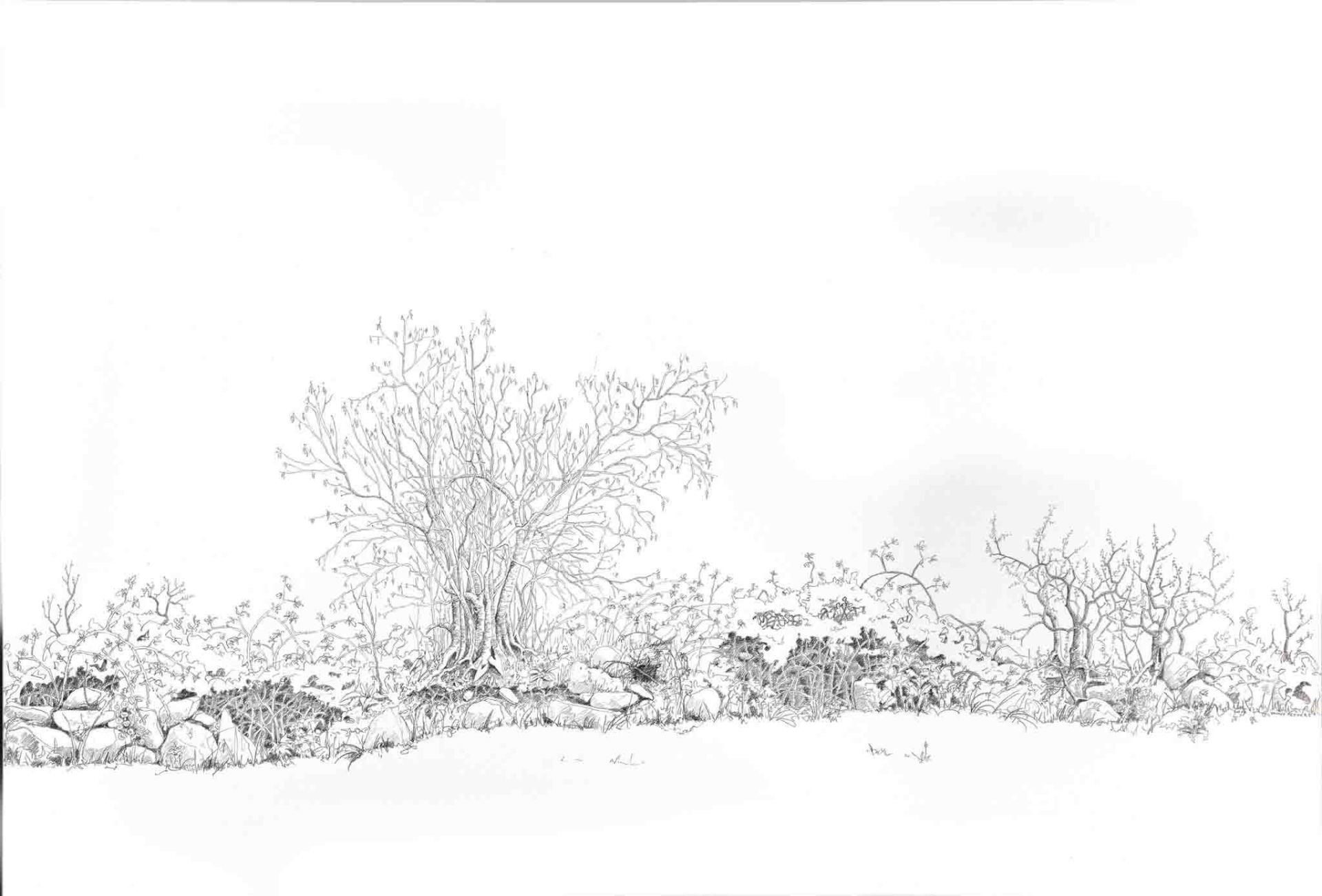Drawing of Plum, hazel, blackthorn and ferns by Yanny Petters at Olivier Cornet Gallery