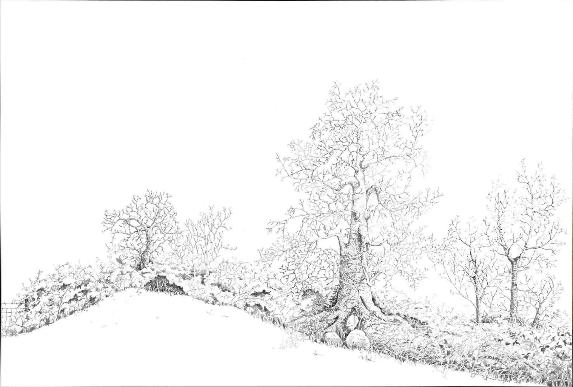 Drawing of Plum, Spindle, Sycamore and Cherry by Yanny Petters at Olivier Cornet Gallery