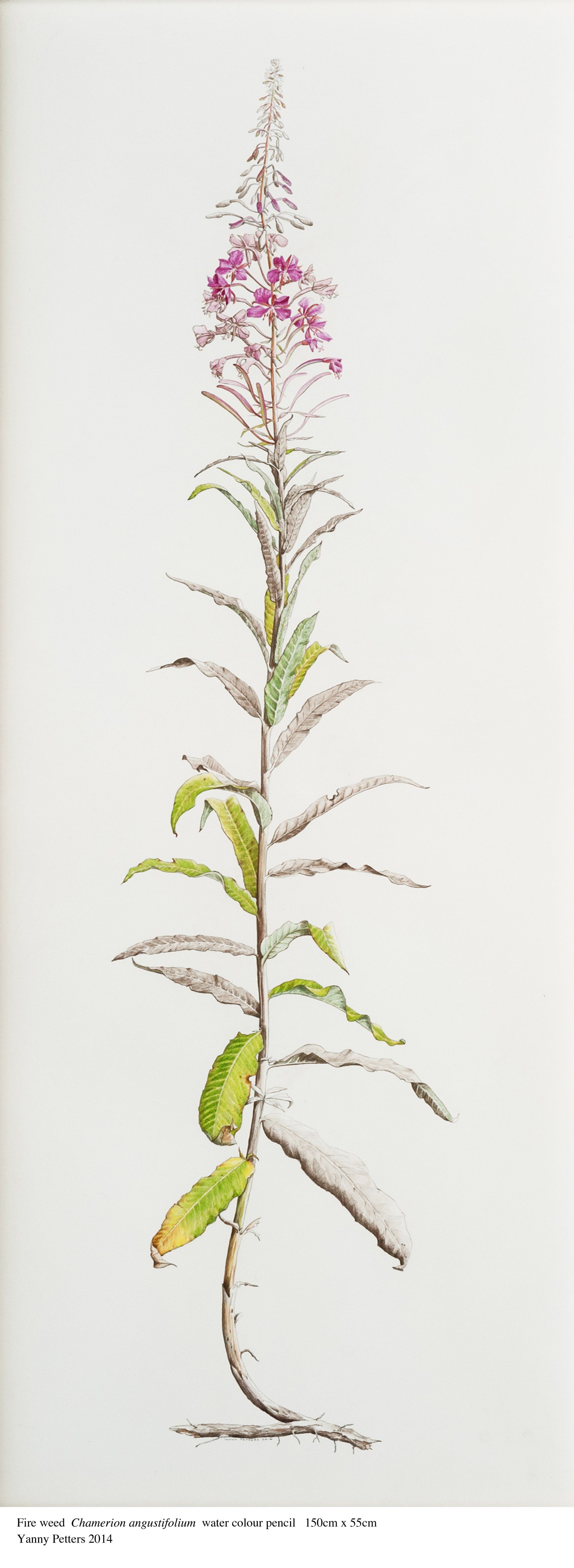 Fire Weed, a watercolour painting by Olivier Cornet Gallery artist Yanny Petters