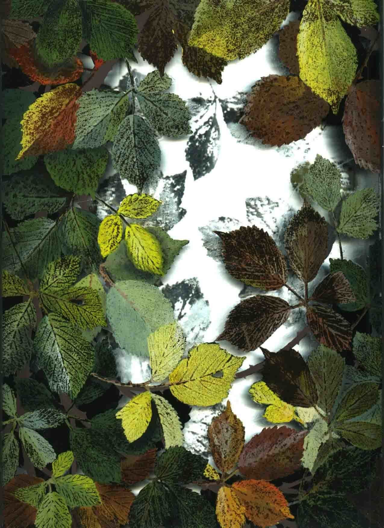 Painting and etching of The light through the Brambley hedge I by Yanny Petters at Olivier Cornet Gallery