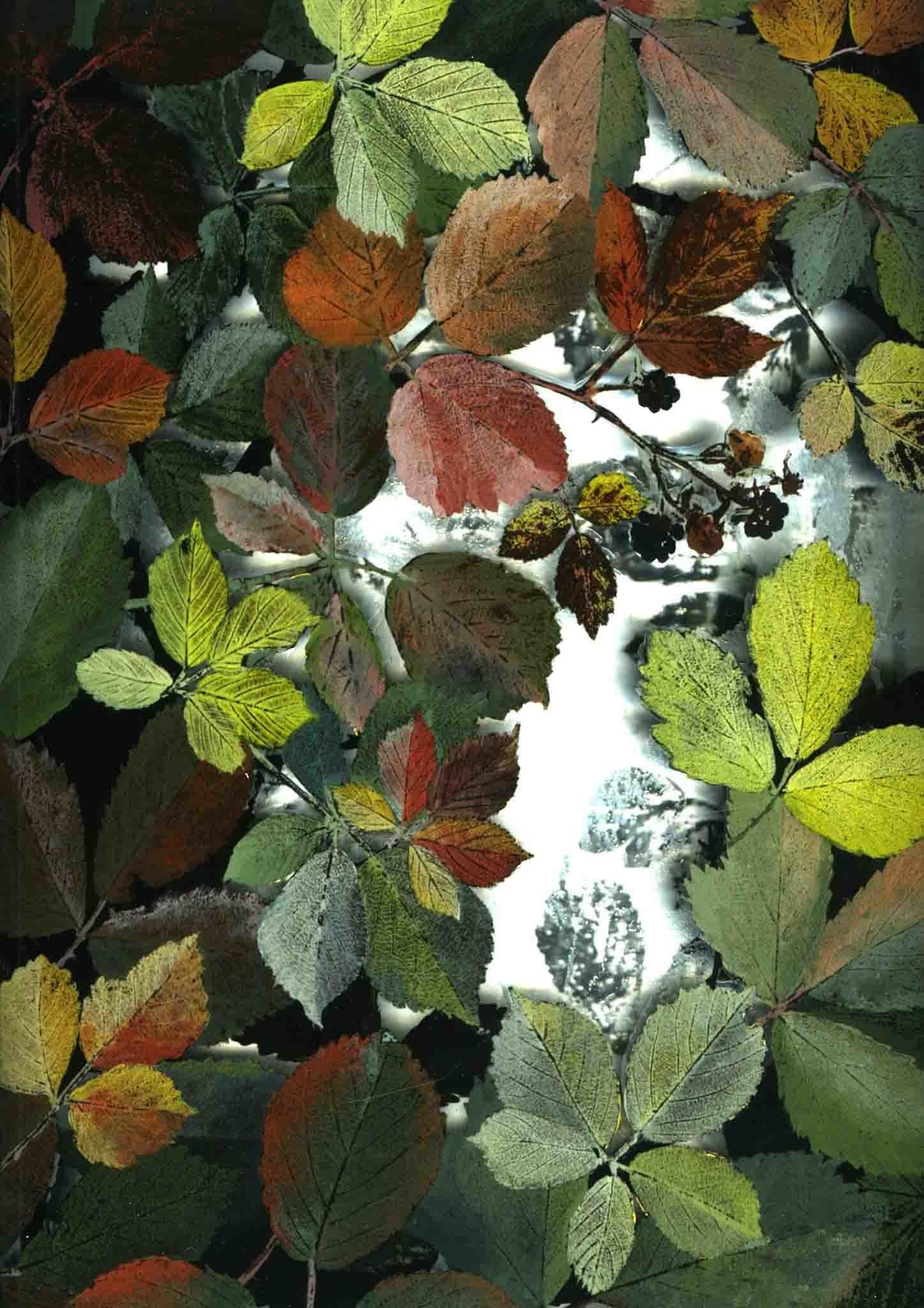 Painting and etching of The light through the Brambley hedge II by Yanny Petters at Olivier Cornet Gallery