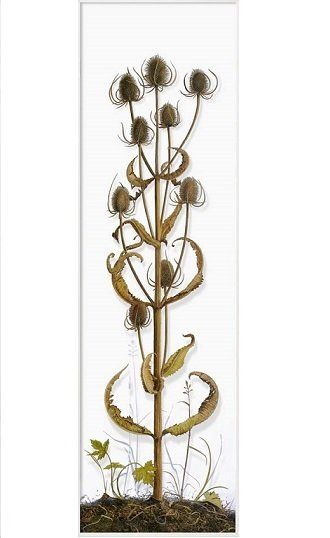 Teasel for finches, November, a verre églomisé painting by Irish artist Yanny Petters, Olivier Cornet Gallery