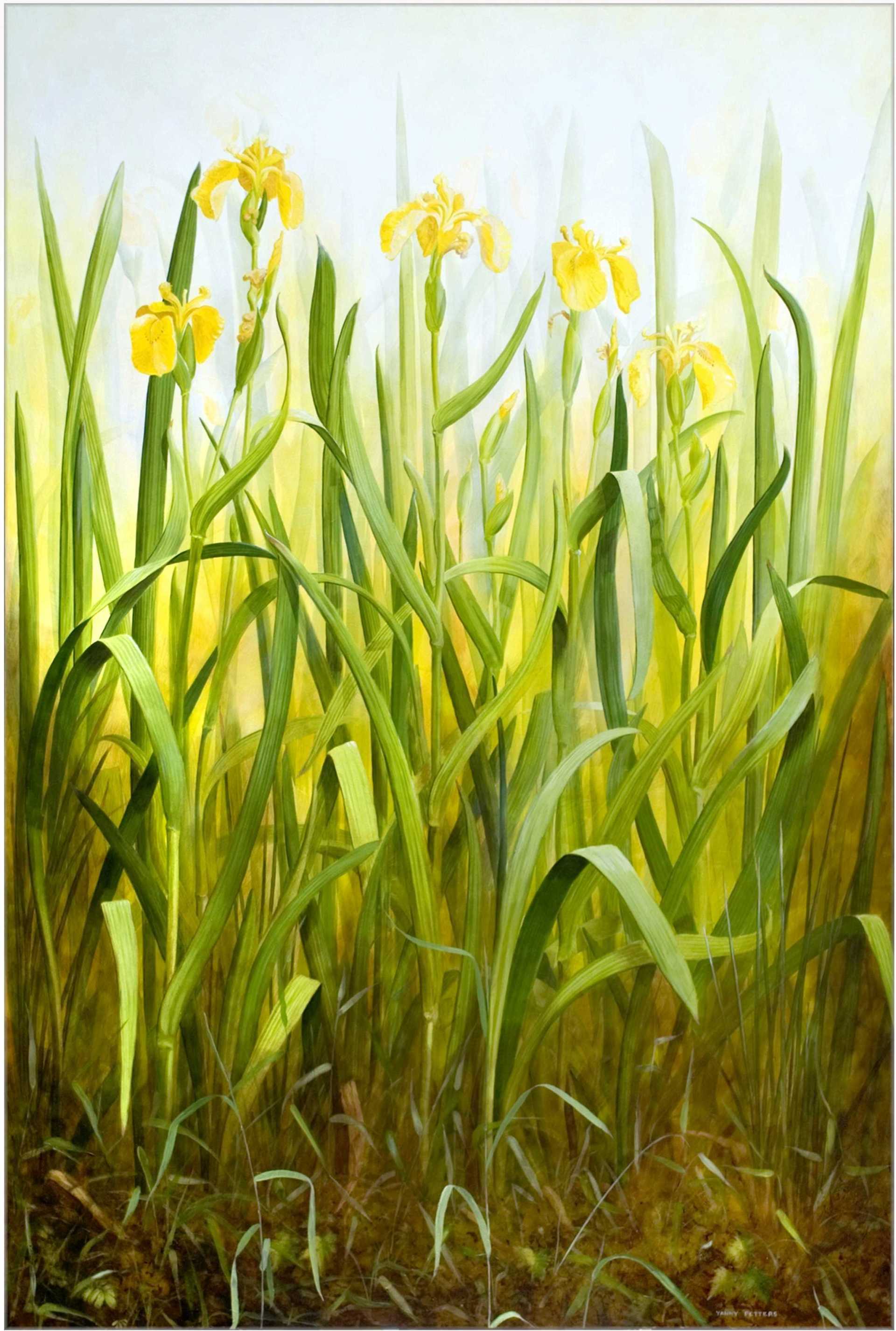 Yanny Petters, 'Yellow Flag, Iris pseudacorus', oil on board, 130x90cm