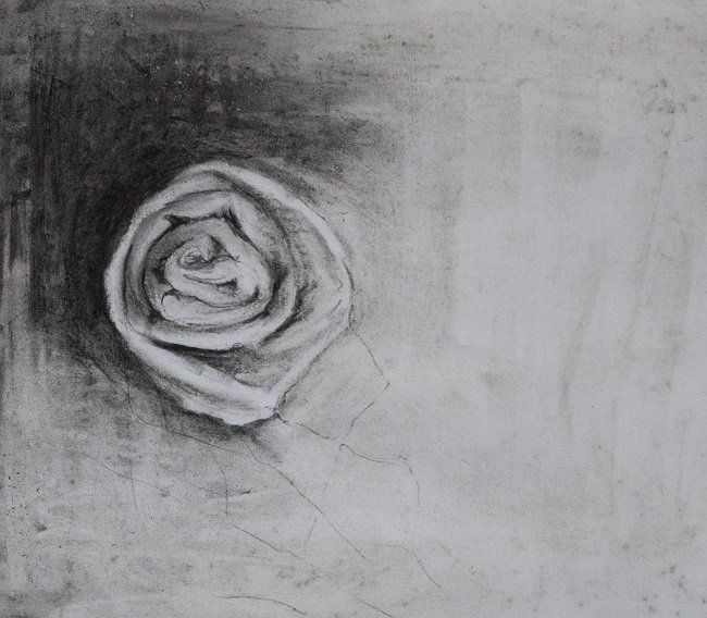 Individual Rose, a drawing  by Miriam McConnon, Olivier Cornet Gallery, Dublin