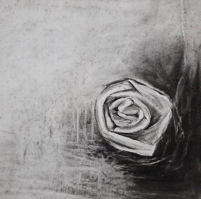 A single Rose, a drawing  by Miriam McConnon, Olivier Cornet Gallery, Dublin