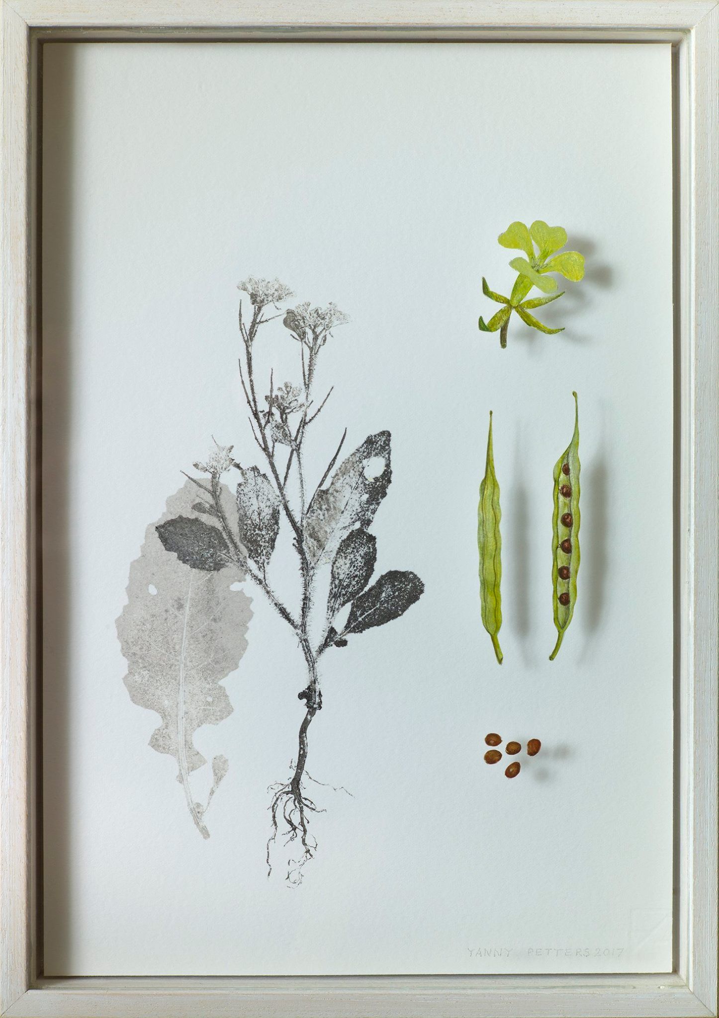 Yanny Petters, Charlock,  verre églomisé and nature print, part of the Olivier Cornet Gallery exhibition '2° C', a group show on climate change supported by the EPA Ireland