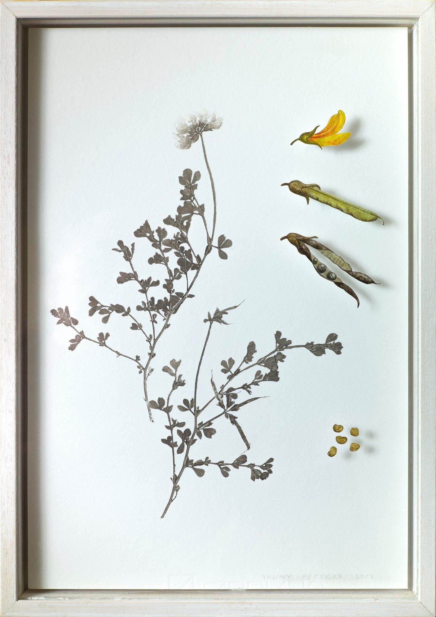 Yanny Petters, Common Bird's-foot Trefoil,  verre églomisé and nature print, part of the Olivier Cornet Gallery exhibition '2° C', a group show on climate change supported by the EPA Ireland