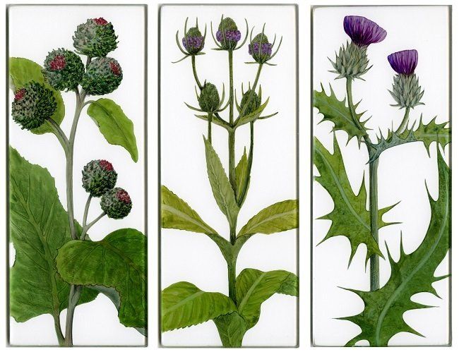 Yanny Petters, Finches like these, Burdock, Teasel, Spear Thistle, verre églomisé paintings, Olivier Cornet Gallery