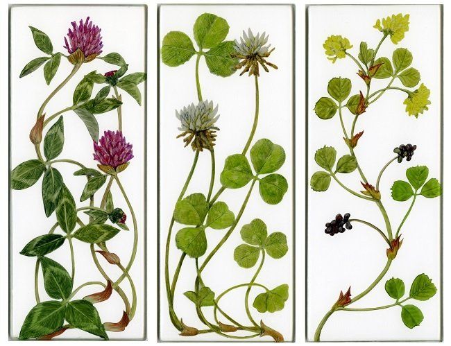 Yanny Petters, For bumble bees, Red Clover, White Clover, Black Medick, verre églomisé paintings, Olivier Cornet Gallery