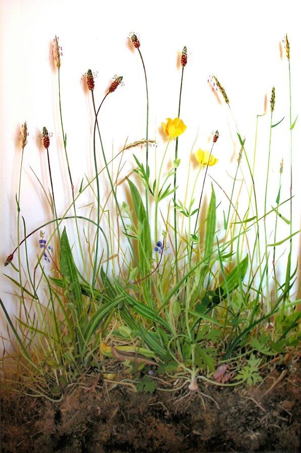 Yanny Petters' Hay Meadow, a beautiful painting on board, part of the artist's 2008 solo show Fieldwork, organised by Olivier Cornet at the Riverside Gallery, Bridgewater Centre, Arklow (Co. Wicklow).