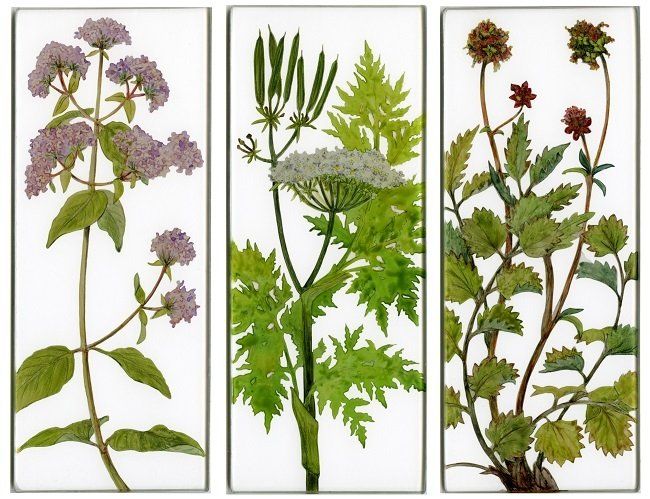 Yanny Petters, Herbs gone wild, Marjoram, Sweet Cecily, Salad Burnett, verre églomisé paintings, Olivier Cornet Gallery