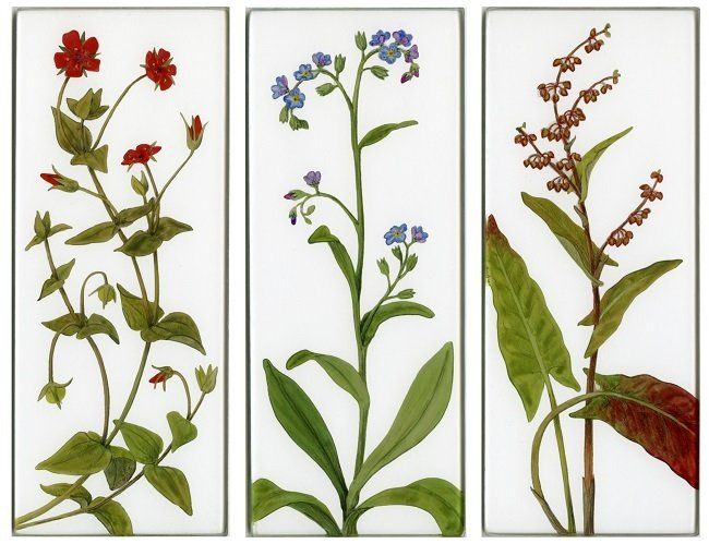 Yanny Petters, In the vegetable patch', Scarlet Pimpernel, Forget me not, Wild Sorrel, verre églomisé paintings, Olivier Cornet Gallery