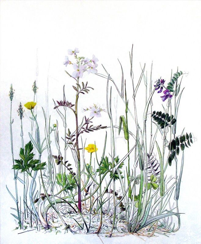 Yanny Petters' Lady’s Smock, Creeping Buttercup & Bush Vetch, a beautiful verre églomisé painting (reverse painting on glass), part of the artist's 2008 solo show Fieldwork, organised by Olivier Cornet at the Riverside Gallery, Bridgewater Centre, Arklow (Co. Wicklow).