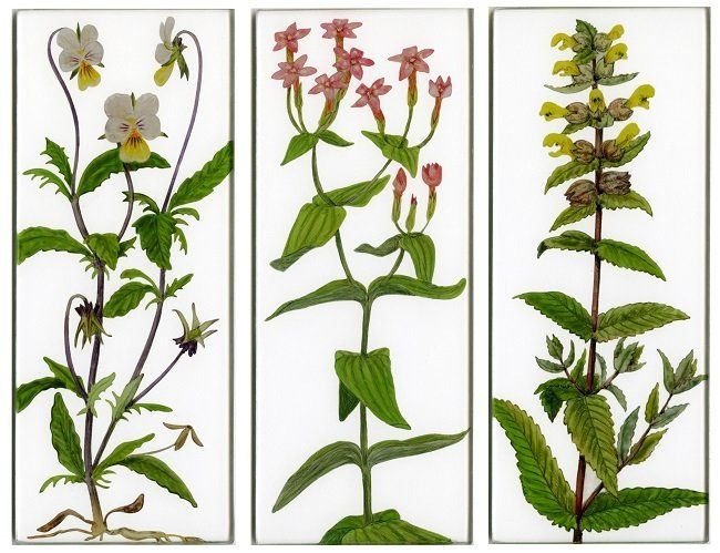 Yanny Petters, On sandy ground, Field Pansy, Common Century, Yellow Rattle, verre églomisé paintings, Olivier Cornet Gallery