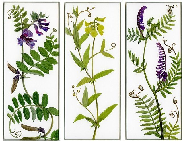 Yanny Petters, The pea family, Bush Vetch, Meadow Vetchling, Tufted Vetch, verre églomisé paintings, Olivier Cornet Gallery
