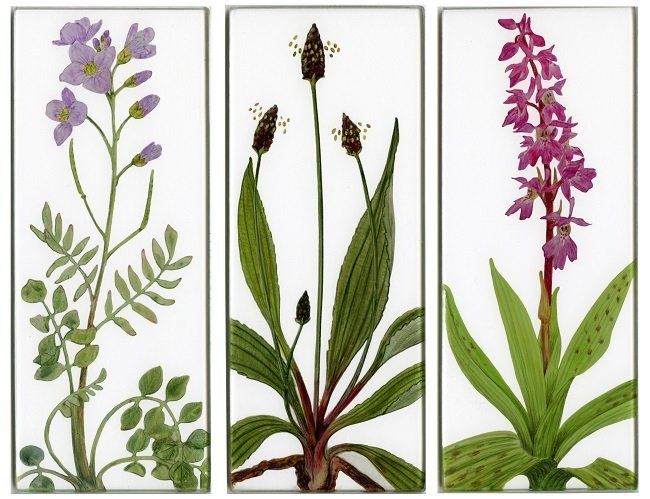 Yanny Petters, Spring in the meadow, Lady's Smock, Ribwort Plantain, Early Purple Orchid, verre églomisé paintings, Olivier Cornet Gallery