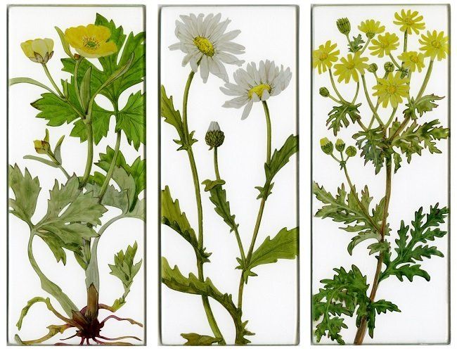 Yanny Petters, Summer meadow, Creeping Buttercup, Oxeye Daisy, Ragwort, verre églomisé paintings, Olivier Cornet Gallery