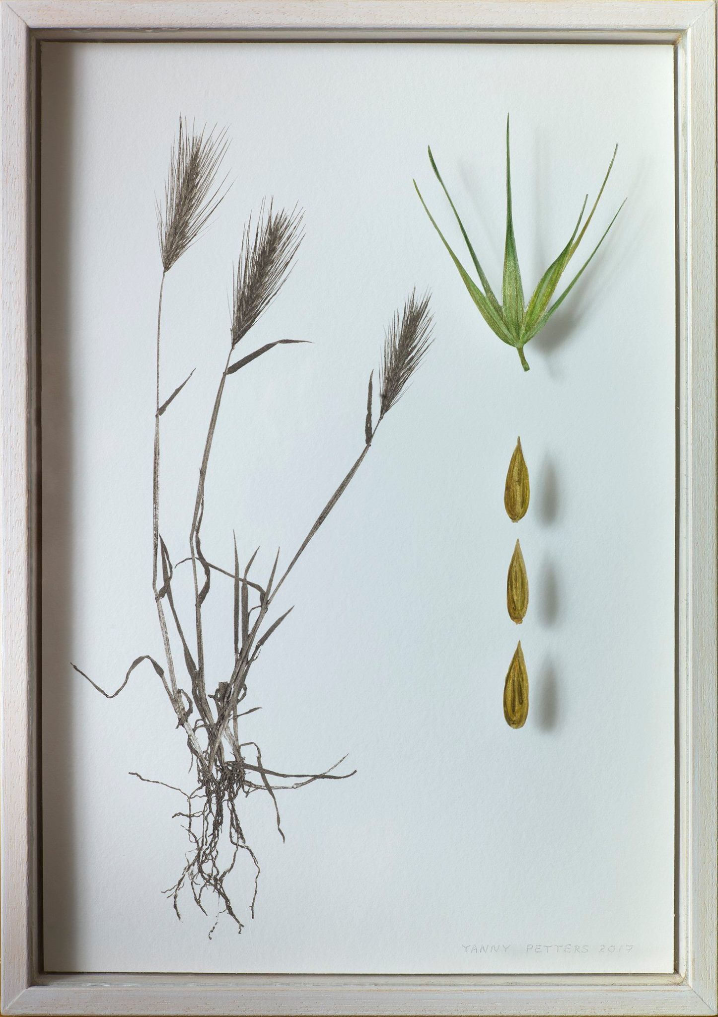 Yanny Petters, Wall Barley,  verre églomisé and nature print, part of the Olivier Cornet Gallery exhibition '2° C', a group show on climate change supported by the EPA Ireland