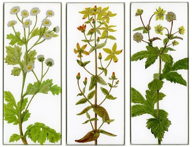 Yanny Petters, Wild edges again, Feverfew, St. John's Wort, Wood Avens, verre églomisé paintings, Olivier Cornet Gallery