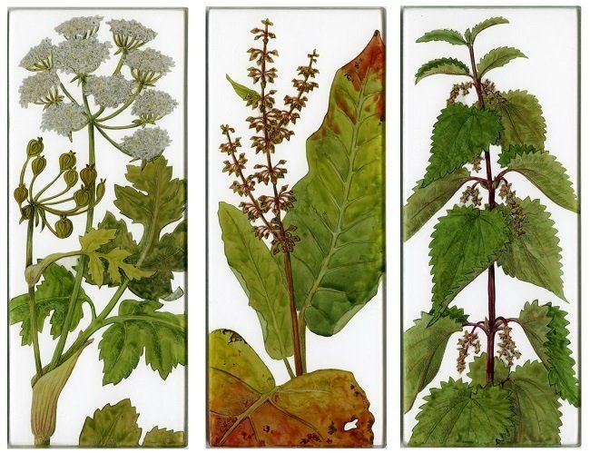 Yanny Petters, Wild Edges, Irish Hog Weed, Broad-Leaved Dock, Nettle, verre églomisé paintings, Olivier Cornet Gallery
