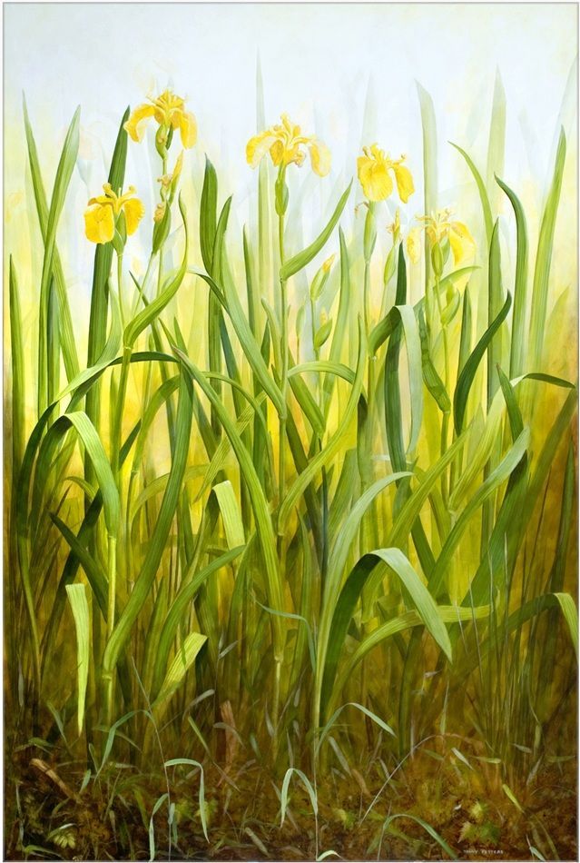 Yanny Petters' Yellow Flag, a beautiful painting on board, part of the artist's 2008 solo show Fieldwork, organised by Olivier Cornet at the Riverside Gallery, Bridgewater Centre, Arklow (Co. Wicklow).