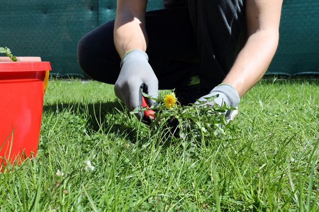 Gloved hands pulling weeds from a grassy lawn beside a red bucket