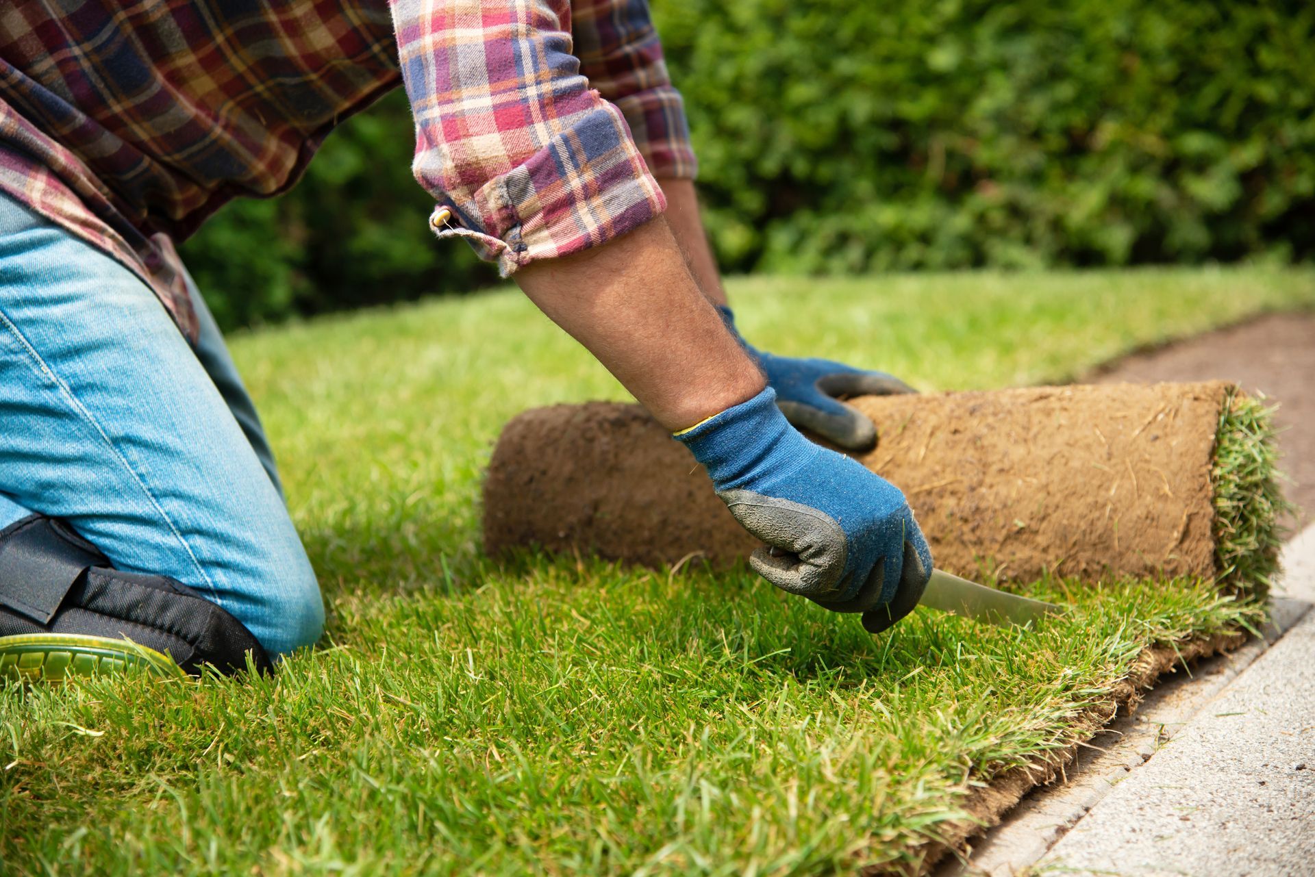 Person in gloves rolling out sod on a lawn beside a concrete path.