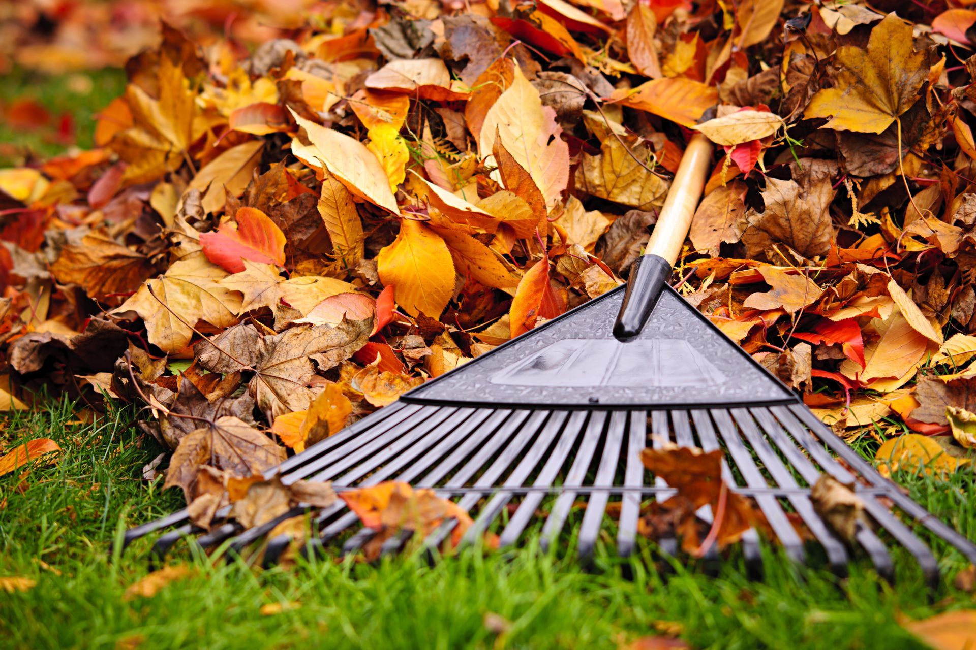 Rake resting on a pile of autumn leaves in a grassy yard