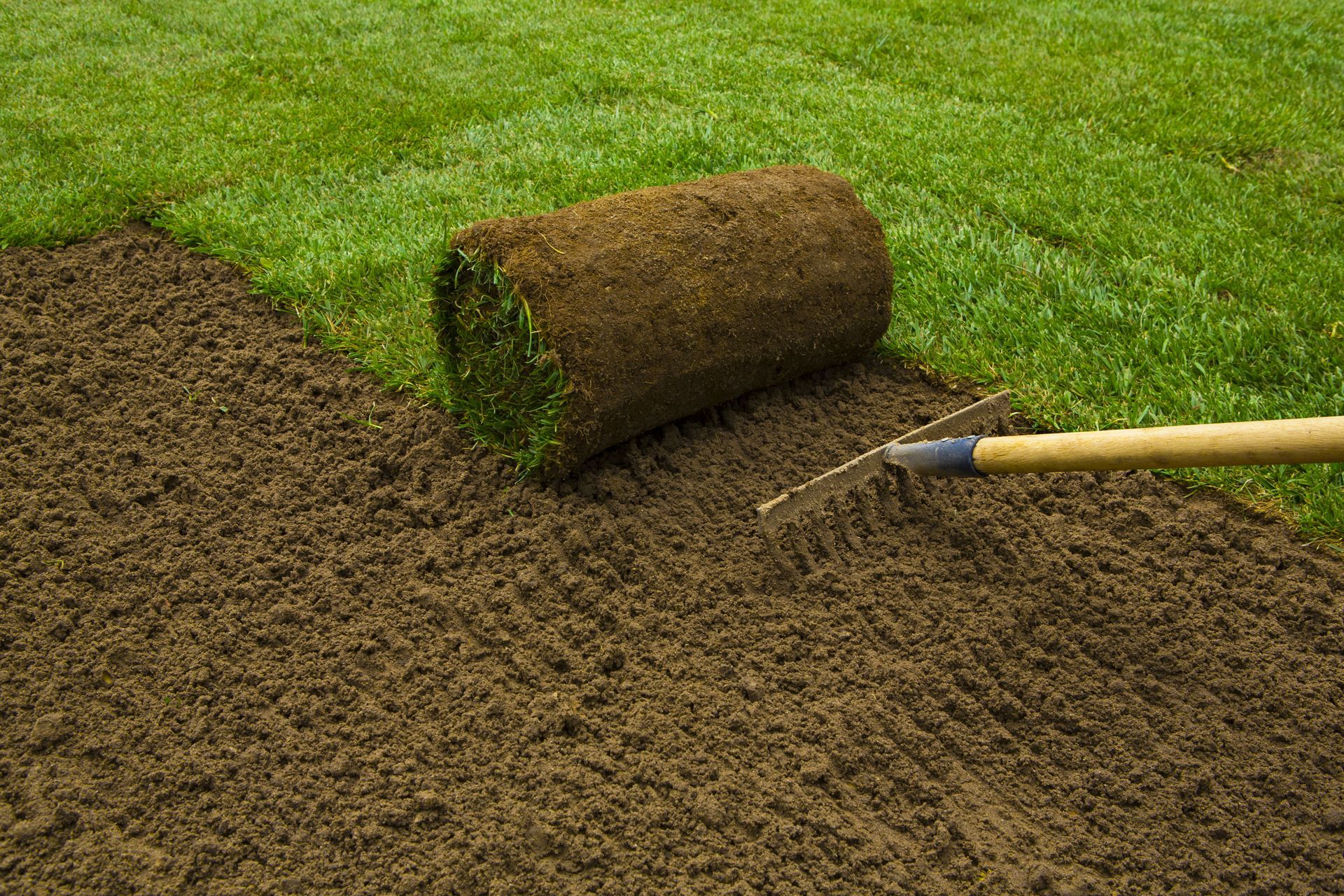 Lawn being seeded with a rake beside rolled sod on a patch of bare soil